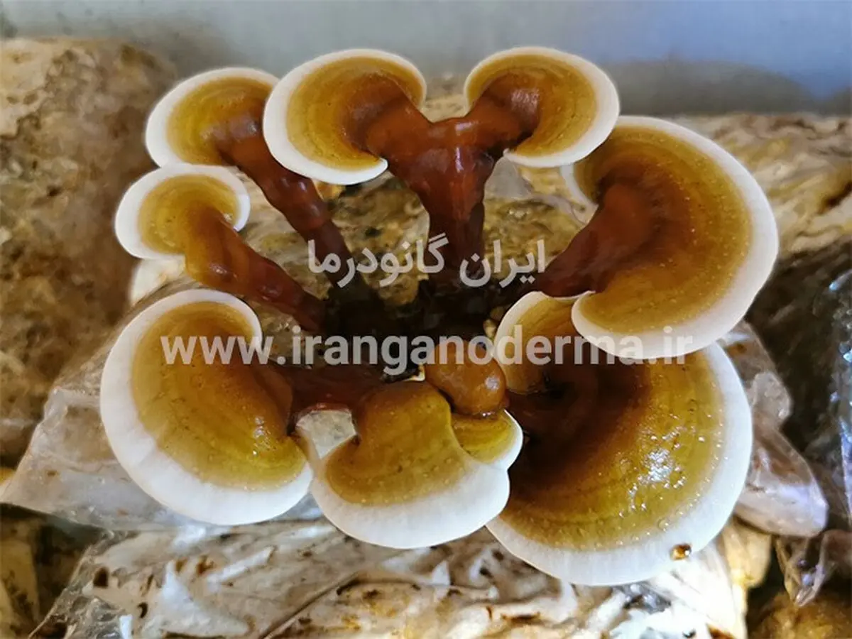 تاثیر قارچ گانودرما بر دیابت