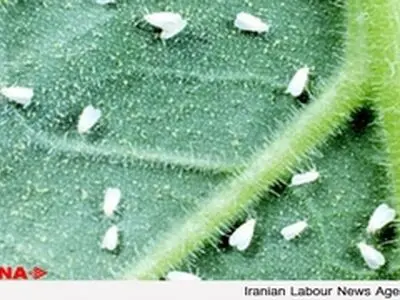 مگس سفید، خطری برای انسان ندارد