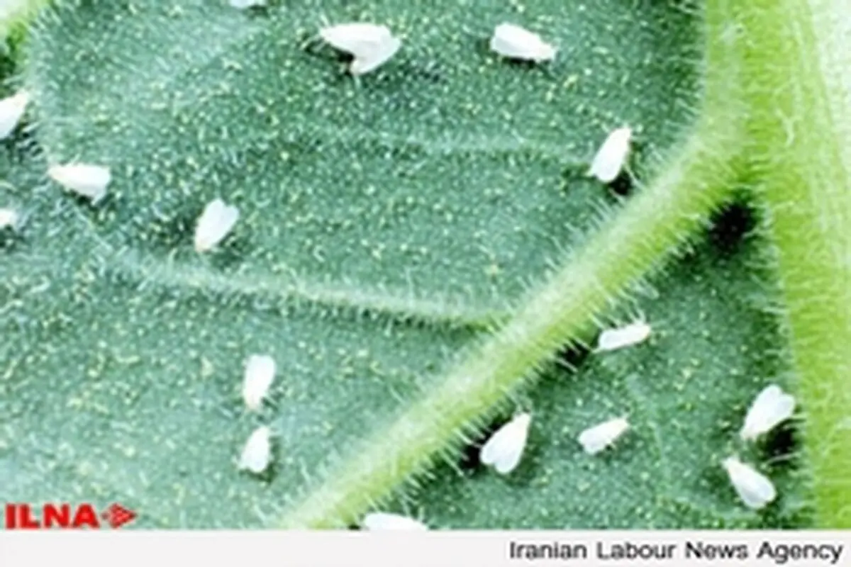 مگس سفید، خطری برای انسان ندارد