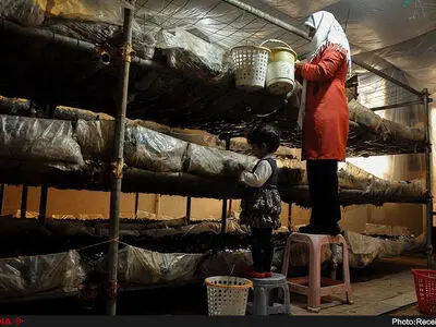 سقف نموری برای قارچ‌ها نیست!