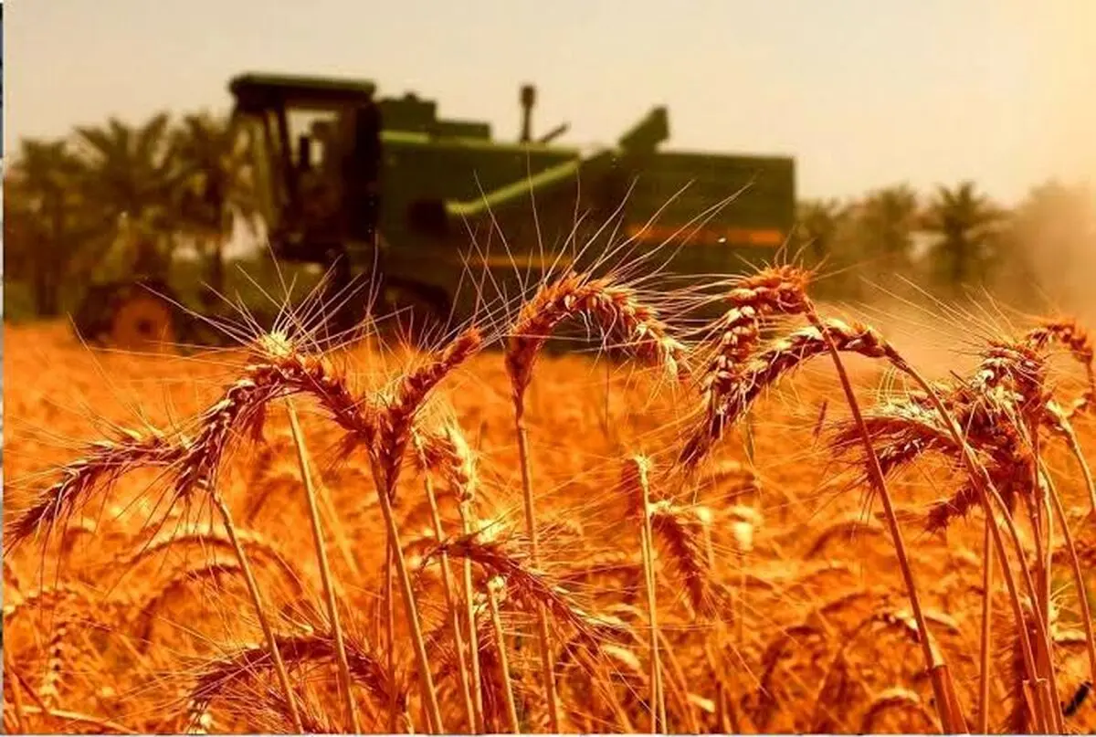 عبور خرید تضمینی گندم در استان مرکزی از مرز 105 هزار تن