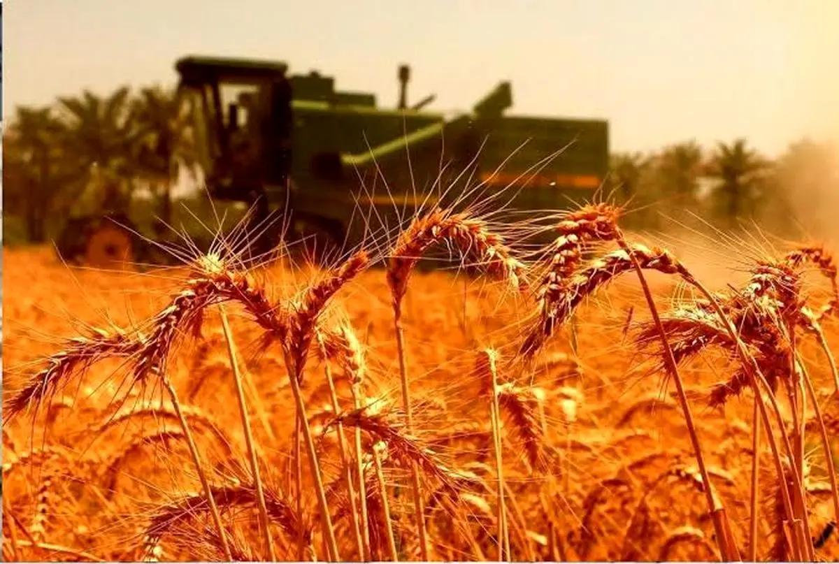 عبور خرید تضمینی گندم در استان مرکزی از مرز 105 هزار تن