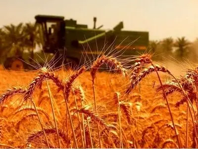 عبور خرید تضمینی گندم در استان مرکزی از مرز 105 هزار تن