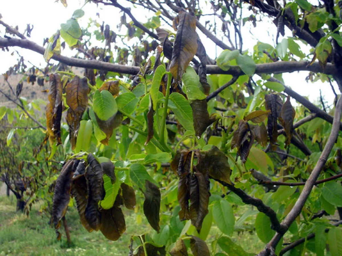 سرمای بهار امسال ۸۱ هزار میلیارد ریال به باغات کشور خسارت زد/ لزوم سرمایه گذاری برای توسعه صنایع تبدیلی و تکمیلی محصولات باغی