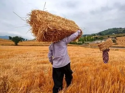 مطالبات گندمکاران کل کشور تسویه شد