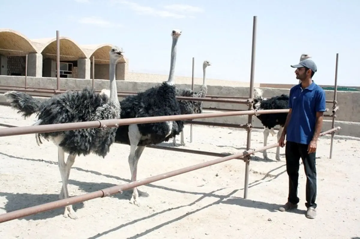 اشتغال 1000 خانوار روستایی در گرو احداث بزرگترین واحد پرورش شترمرغ در‌ چابهار