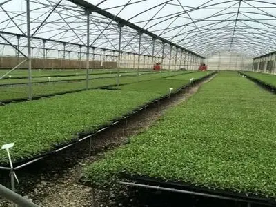 افزایش ۳۵ درصدی تولید محصولات سبزی و صیفی 