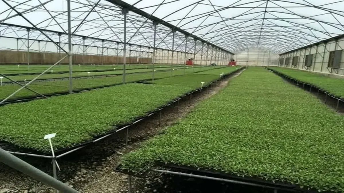 افزایش ۳۵ درصدی تولید محصولات سبزی و صیفی 