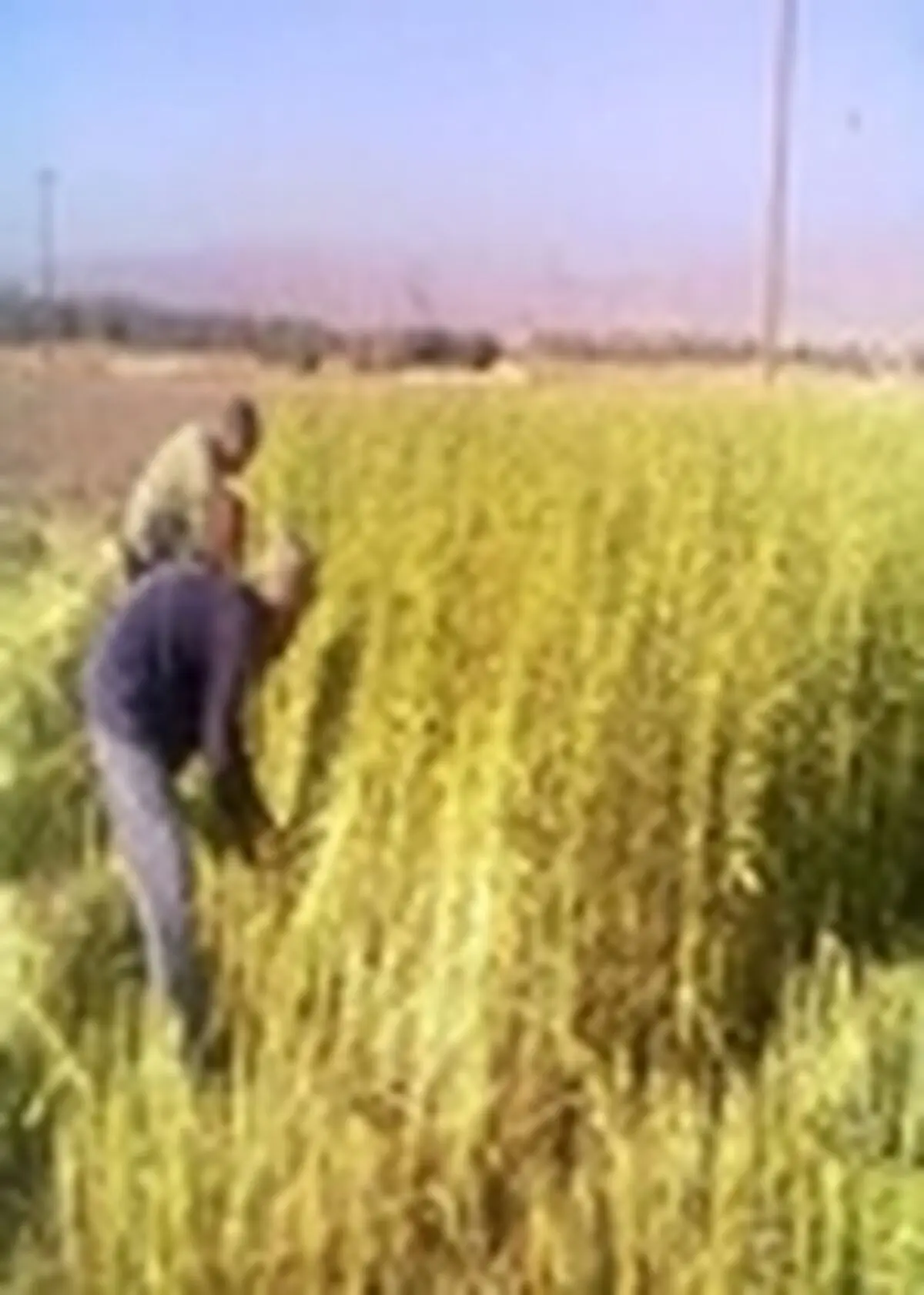 تولید بیش از ۱۰۷ تن کنجد از مزارع شهرستان بهشهر