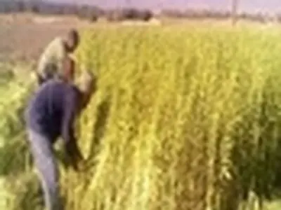 تولید بیش از ۱۰۷ تن کنجد از مزارع شهرستان بهشهر
