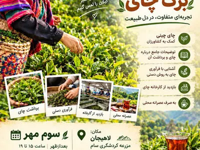 رویداد «برداشت آخر برگ چای» در لاهیجان برگزار می‌شود
