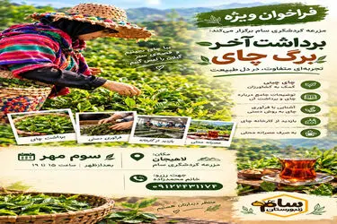 رویداد «برداشت آخر برگ چای» در لاهیجان برگزار می‌شود