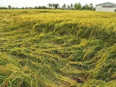 خوابیدگی ۱۰ درصد شالیزار‌های گیلان در مرحله برداشت برنج