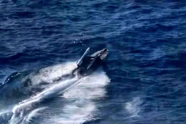 من أوكرانيا إلى آسيا.. الطائرات المسيّرة تهدد مستقبل البحرية الأمريكية