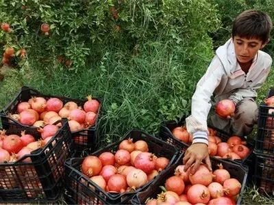لزوم اقدامات پیشگیرانه برای مدیریت کرم گلوگاه انار