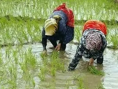 گیلان بزرگترین تولیدکننده ارقام بومی برنج کشور است
