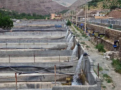 افتتاح استخر پرورش ماهی زرین در کردستان 
