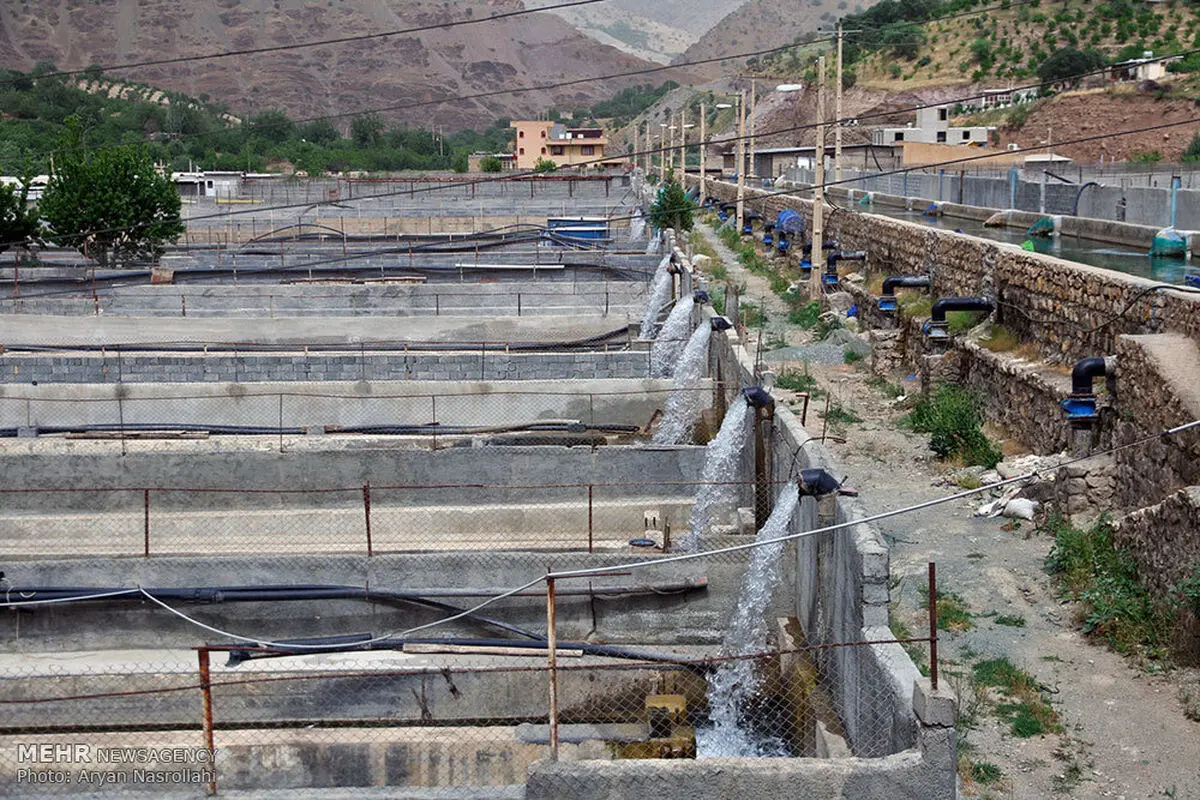 افتتاح استخر پرورش ماهی زرین در کردستان 