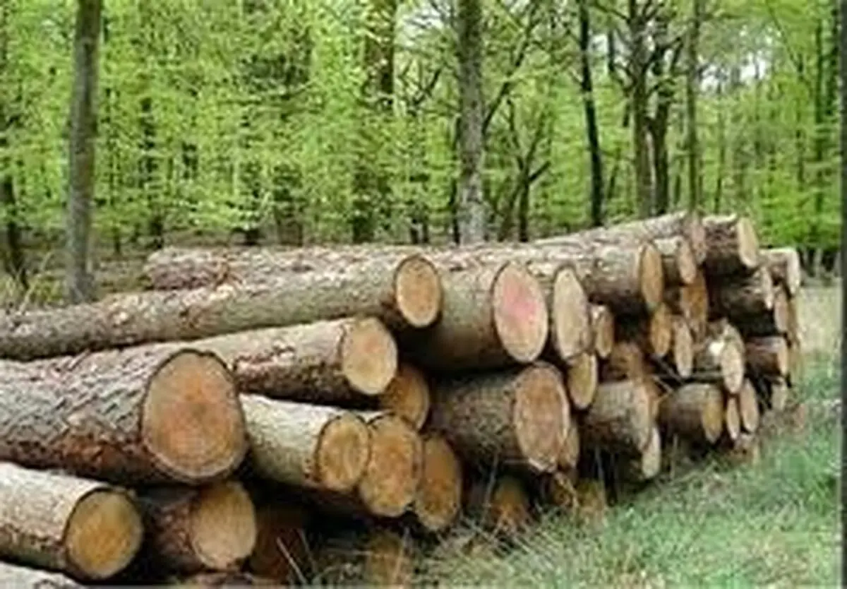 کشف 7 تن چوب آلات جنگلی قاچاق در ساری 