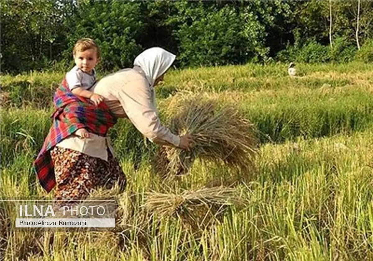 پیش بینی برداشت یک میلیون و 100 هزار تن شلتوک برنج از شالیزارهای گیلان