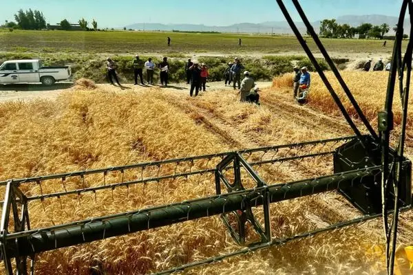 ثبت رکورد برداشت ۱۲.۷۵ تن گندم در هکتار در داراب