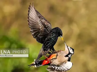  نبرد  یک دارکوب با سار 