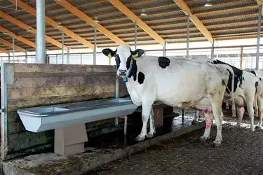 شناسایی مورد مشکوک تب برفکی سویه آفریقایی در نیشابور