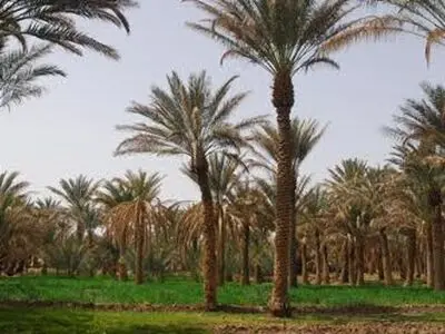 نخلستان دهسلم در فهرست میراث طبیعی ثبت شد