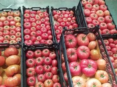 پایداری قرنطینه نباتی؛ ضامن امنیت غذایی و استمرار صادرات کشاورزی در آذربایجان شرقی