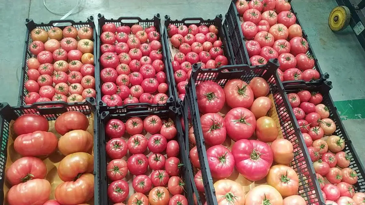 پایداری قرنطینه نباتی؛ ضامن امنیت غذایی و استمرار صادرات کشاورزی در آذربایجان شرقی