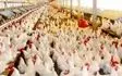آغاز خرید مرغ تولید خوزستان توسط شرکت پشتیبانی امور دام
