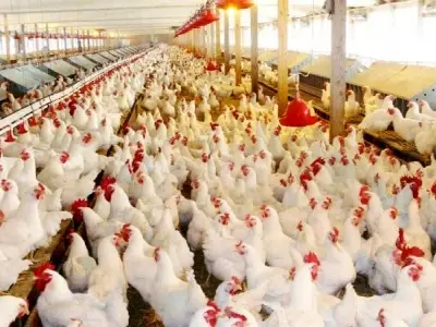 تولید بیش از ۲۰۰ تن گوشت مرغ در آبادان