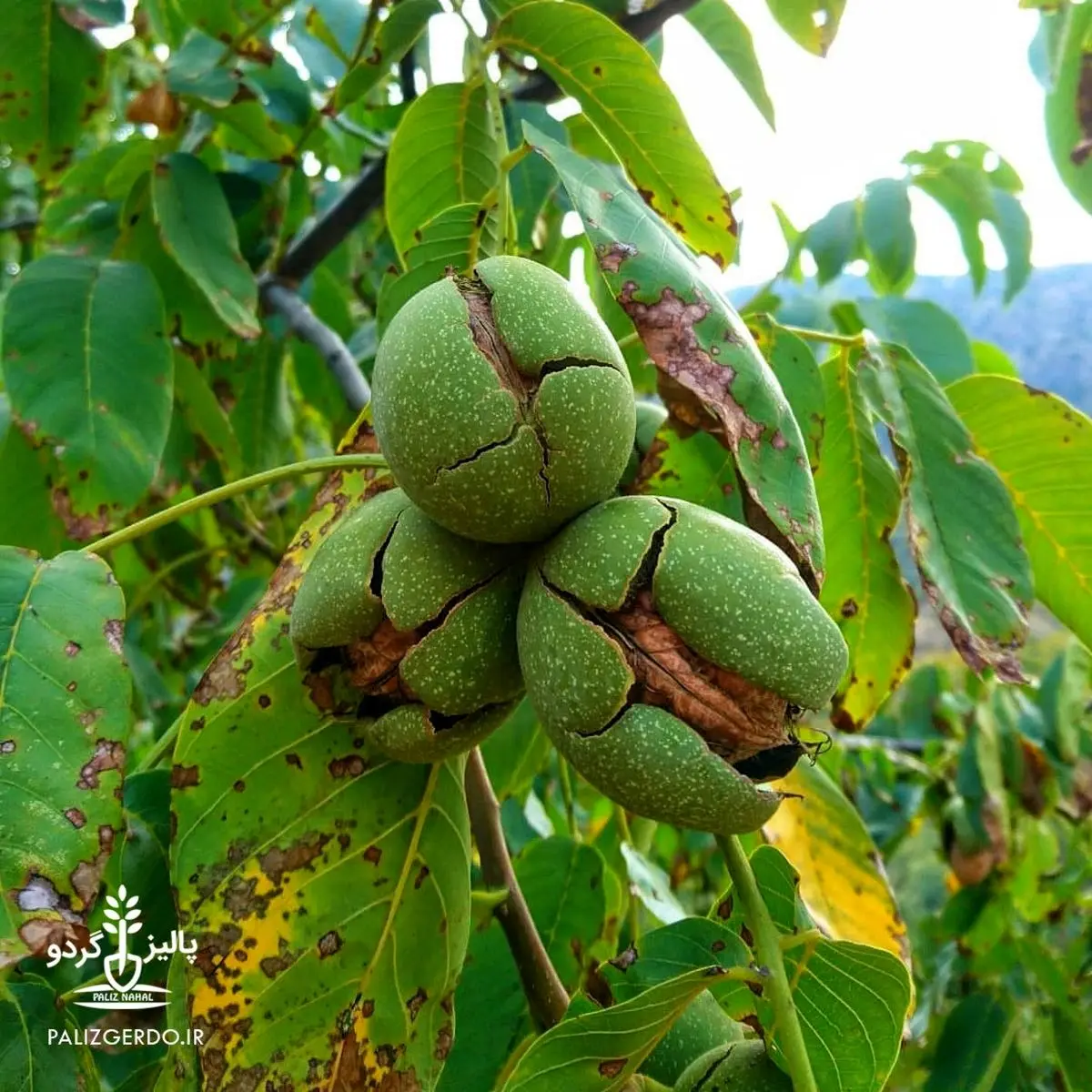 خرید نهال گردو به همراه نکات مهم برای درآمدزایی از پرورش درخت گردو