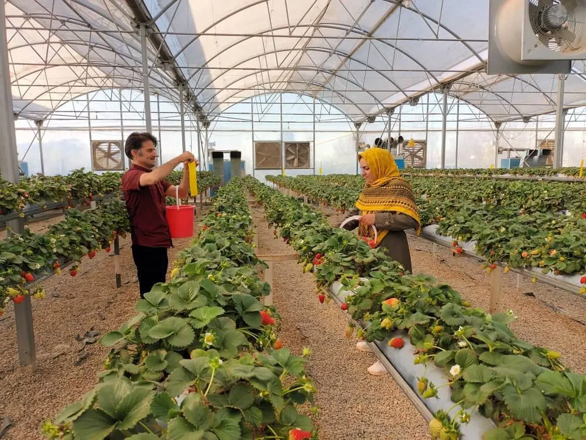 قطع سوخترسانی به گلخانهداران متخلف در استان مرکزی