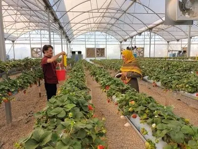 قطع سوخت‌رسانی به گلخانه‌داران متخلف در استان مرکزی