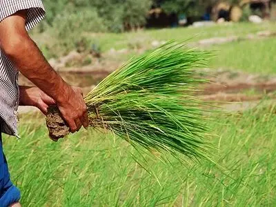 کشت ۱۸ هکتار شلتوک تابستانه در آبادان