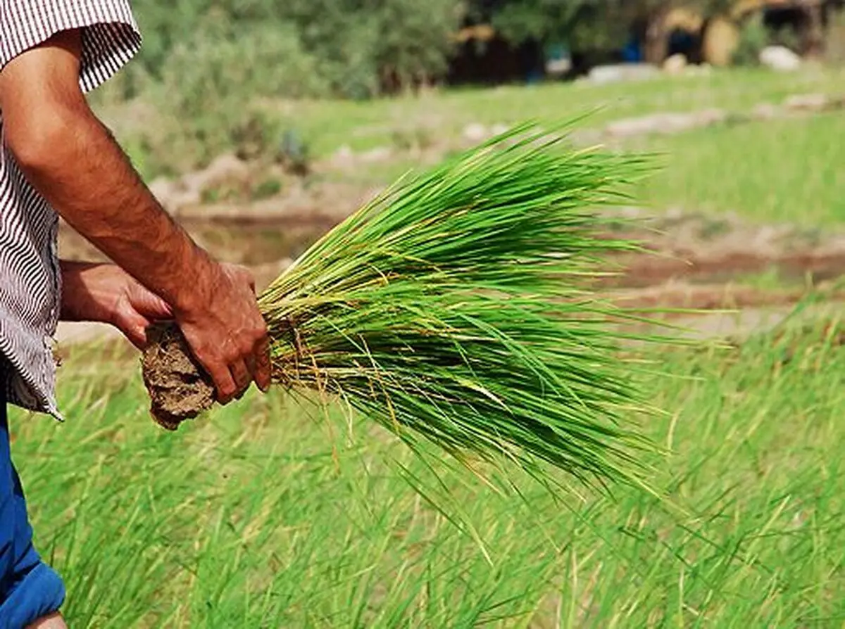 کشت ۱۸ هکتار شلتوک تابستانه در آبادان