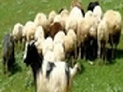 تعادلی بین دام و مرتع در مازندران وجود ندارد