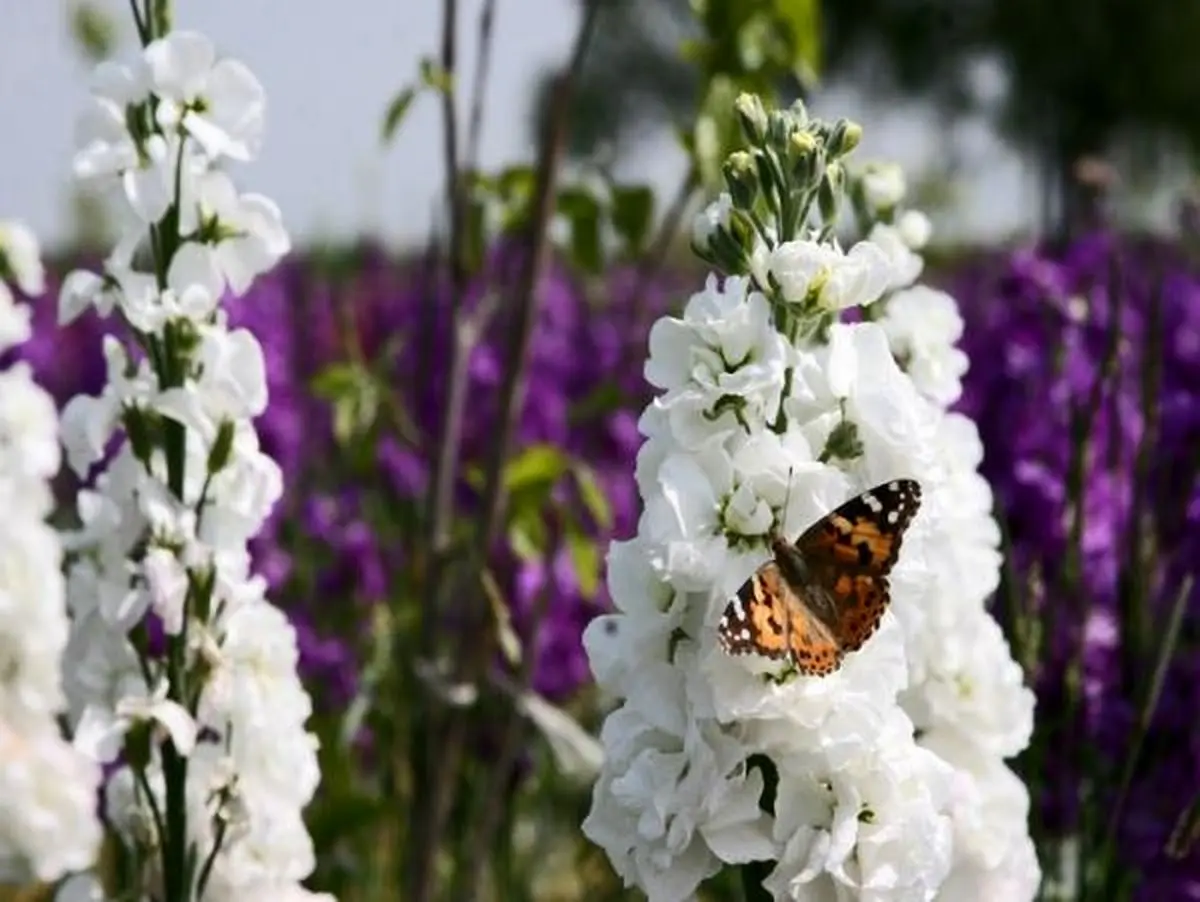 میزبانی محمودآباد از جشنواره گل و گیاه زینتی