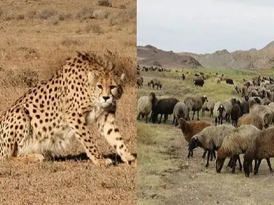 چالش تمدید پروانه چرای دام در زیستگاه یوزپلنگ 