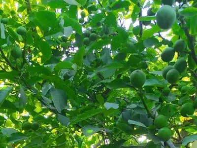 معرفی پربارترین نهال گردوی مناطق معتدل 