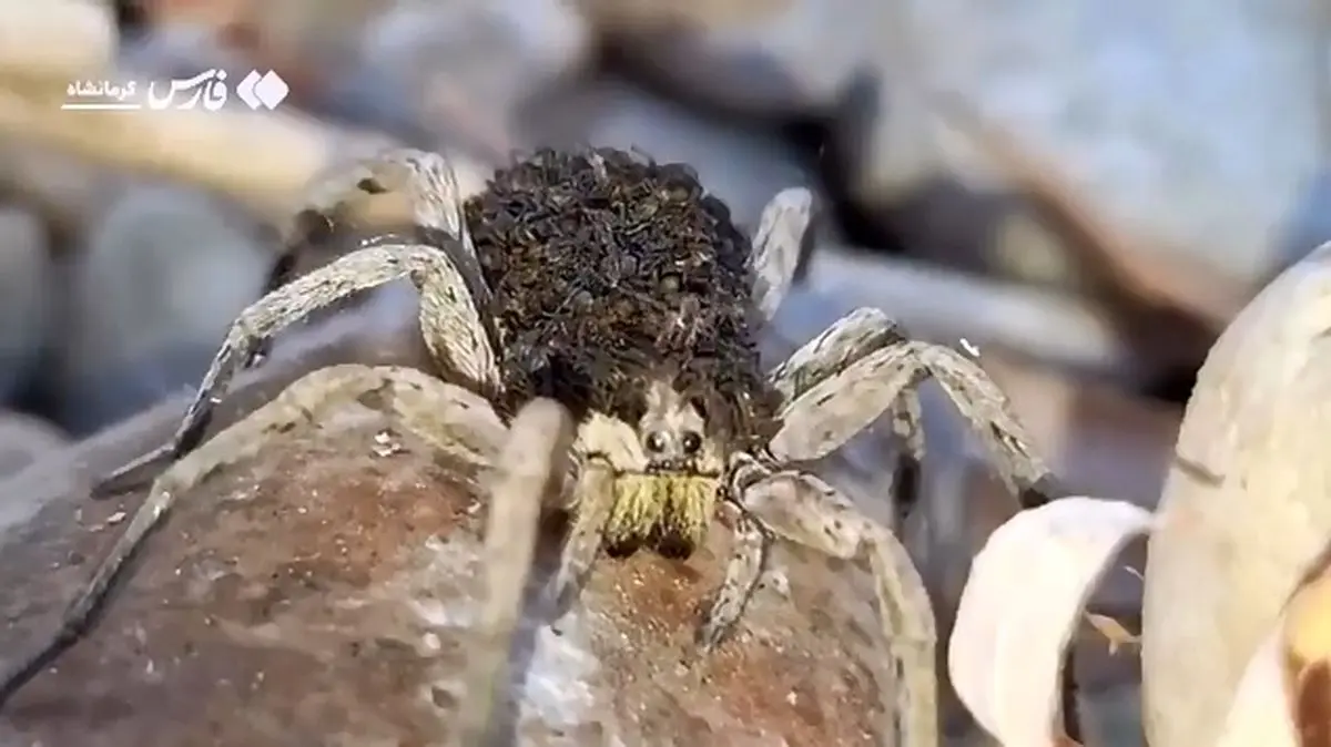 عنکبوتی که فرزندانش را به دوش می‌کشد + فیلم
