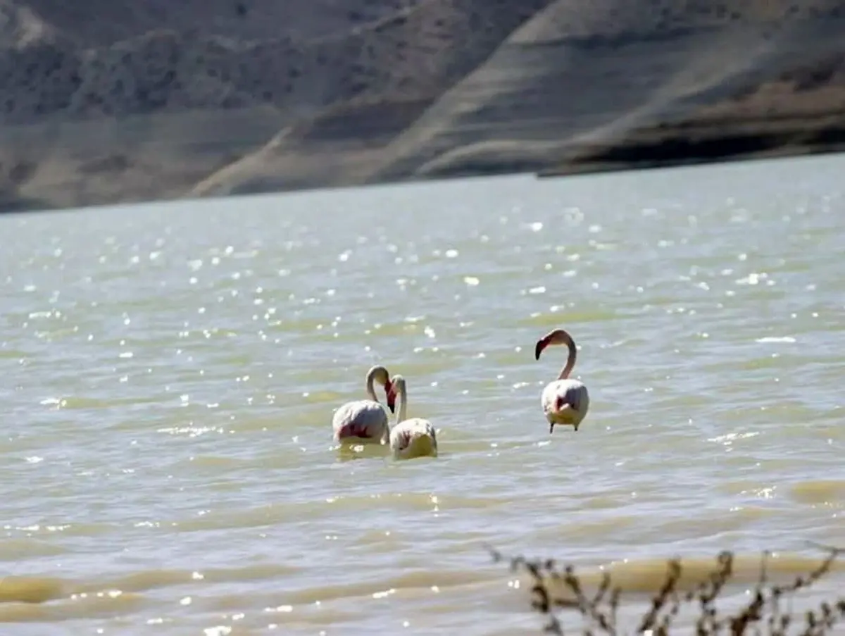 پنج قطعه فلامینگو در تالاب بین المللی زریبار رهاسازی شد
