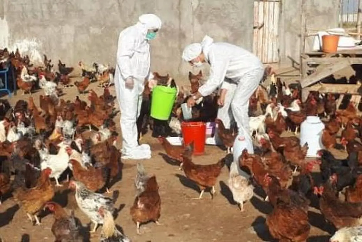 واکسیناسیون ۲ میلیون قطعه طیور لرستان علیه بیماری نیوکاسل