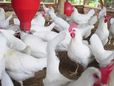 قیمت منطقی گوشت گرم برای مصرف کنندگان