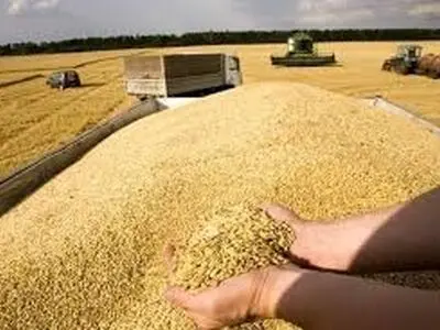 آغازخرید تضمینی گندم در شهرستانهای جنوبی لرستان