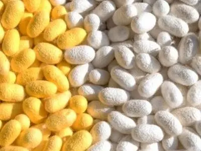 سوددهی بالای پرورش و نگهداری کرم ابریشم