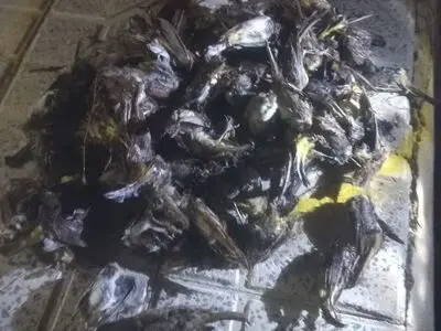 150 قطعه پرنده از متخلفان شکار غیرمجاز کشف شد