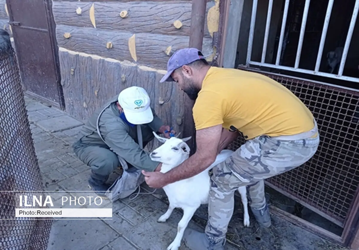 مایه‌کوبی نشخوارکنندگان کوچک بوستان باراجین قزوین علیه طاعون نشخوارکنندگان