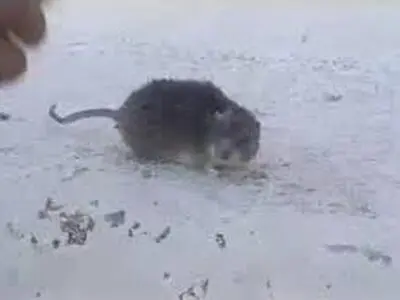 یخ زدن موش بر اثر سرمای ۳۵- درجه اردبیل/فیلم